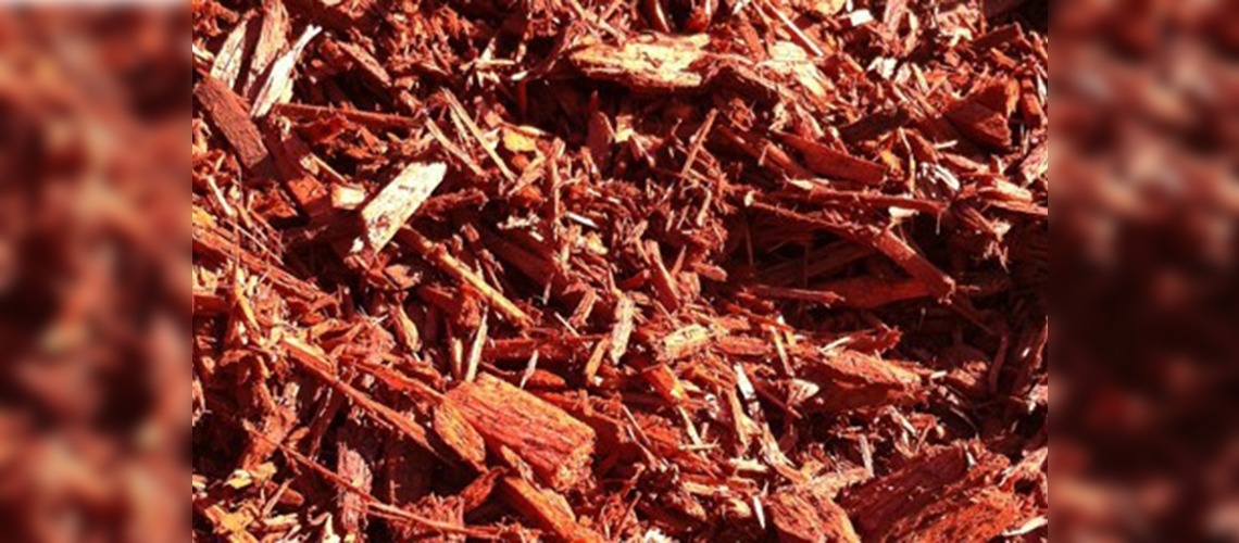 16 yaşında lise öğrencisi yaşlanmayı durduracak