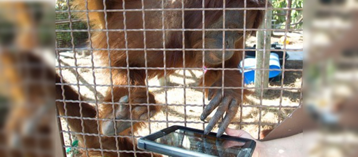 Genç orangutanlar teknolojiyi yakından takip ediyor