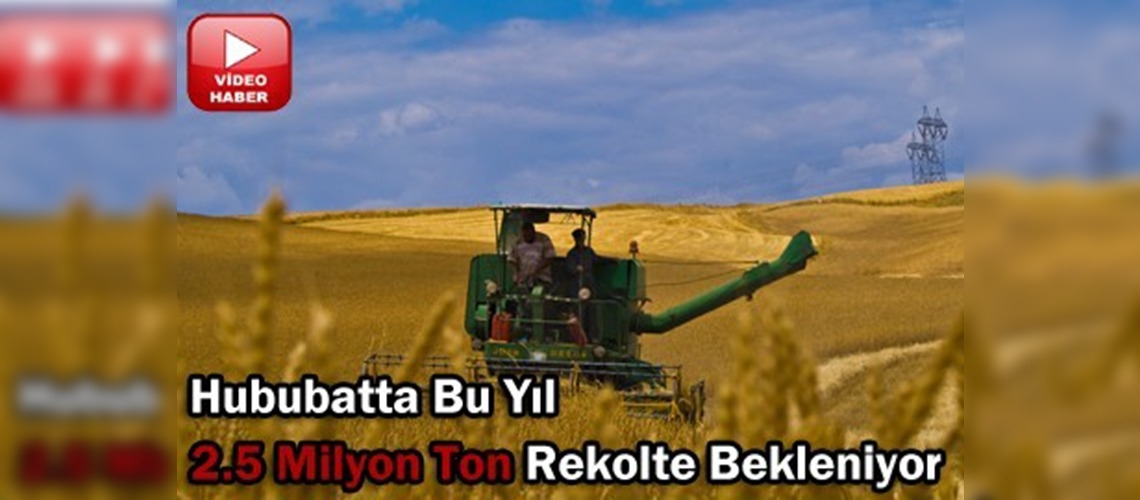 Tahıl ambarında hububat hasadı başlıyor