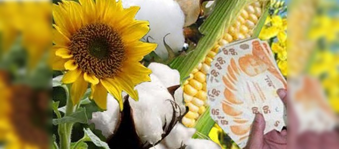 Yağlı tohumlu bitkilere destekleme ödemesi başladı
