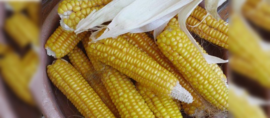 Batmanda pamuğun yerini mısır aldı