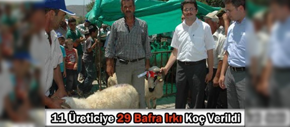 Denizlide üreticilere koç dağıtıldı