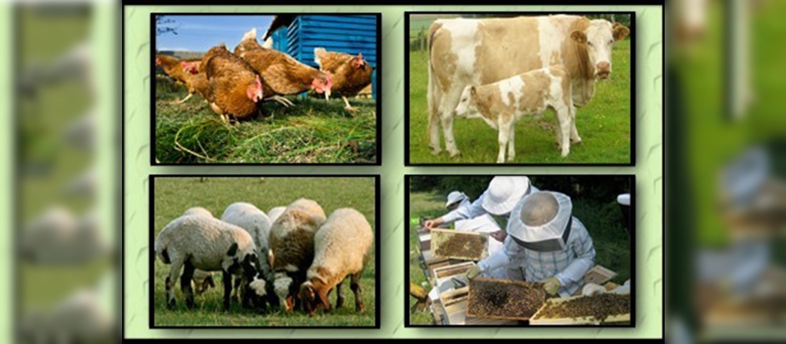 Organik hayvancılığı desteklenme usulleri belirlendi
