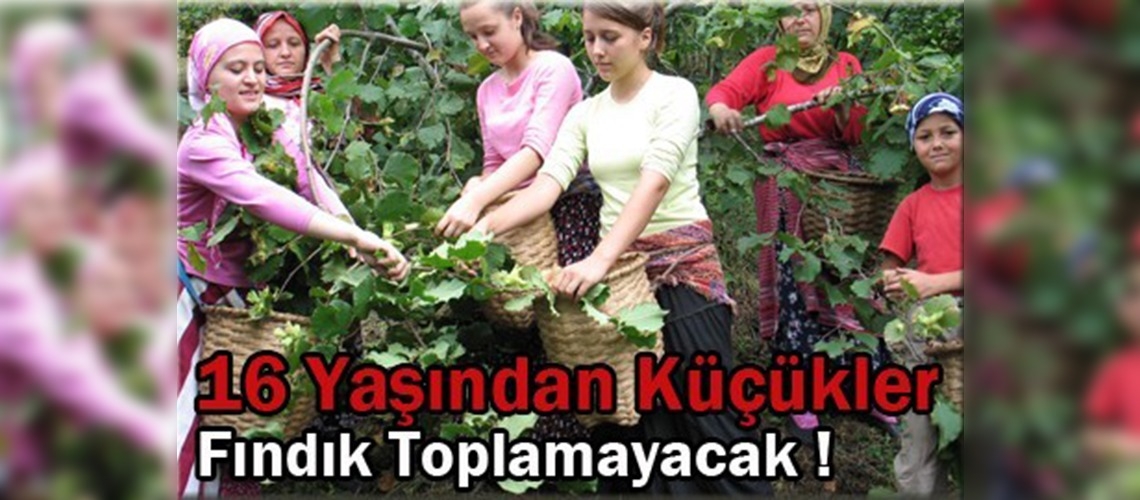 Fındık işçiliğine yaş sınırı!