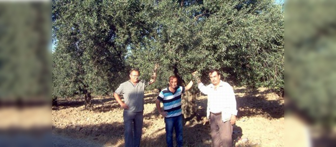 Balıkesirde zeytin üreticilerine ilaçlama uyarısı
