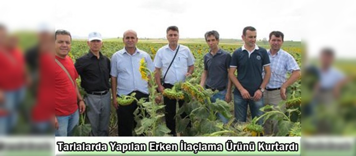 Ayçiçeği tarlasında çayır tırtılı mücadelesi