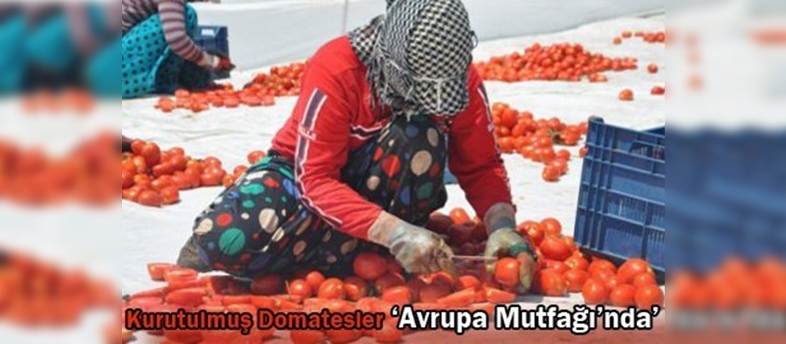 Foça domatesi Avrupa mutfağında