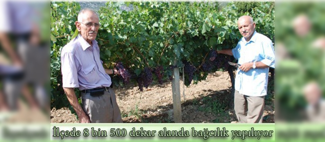 Aksekide yüksek sistem bağcılık yaygınlaşıyor