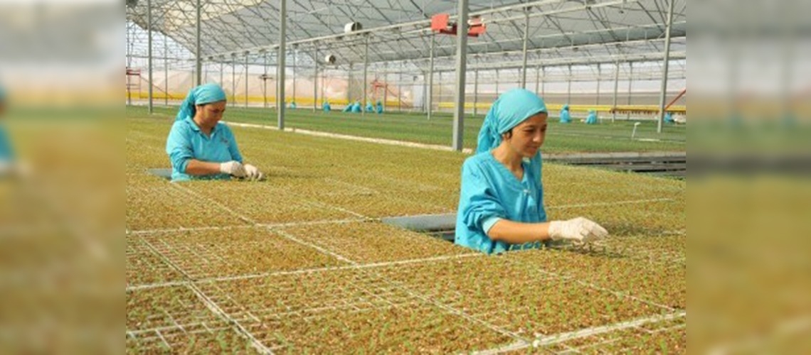 Kumlucada seralar sonbahara hazırlanıyor