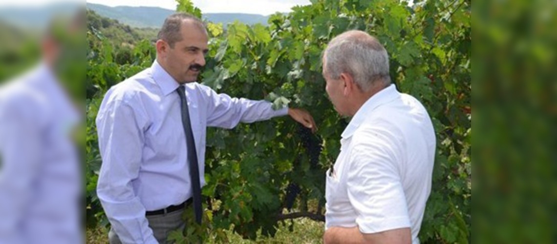 Bağcılığı Geliştirme Projesi meyvelerini vermeye başladı