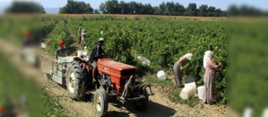 ''Üzümün başkenti''nde hasat başladı