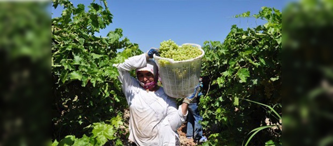 Gıda güvenliği için tarlada denetim