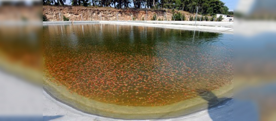 Yılda 1 milyon akvaryum balığı üretiliyor