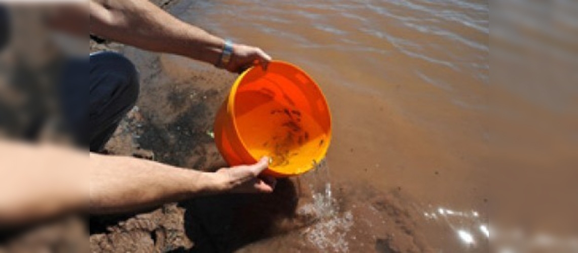 Gümüşhane'de göletlere 45 bin sazan bırakıldı