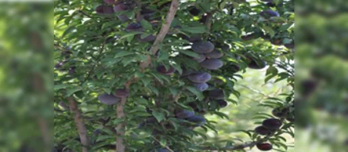 Üreticiler Japon eriğine yöneliyor