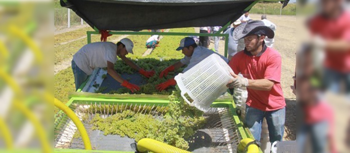 Girişimci çiftçi üzüm serme makinesi üretti