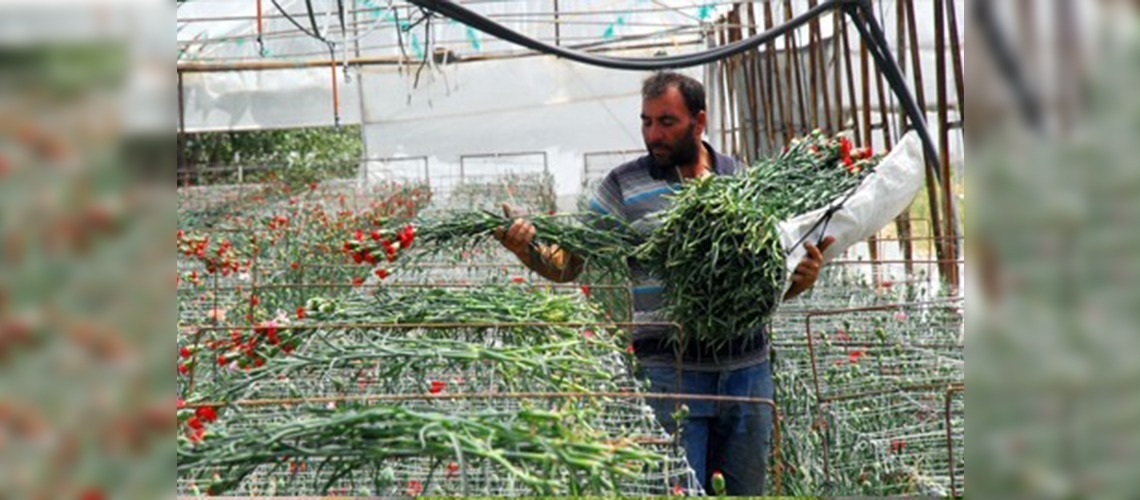 Ispartadan 6 milyon Avroluk çiçek ihracatı