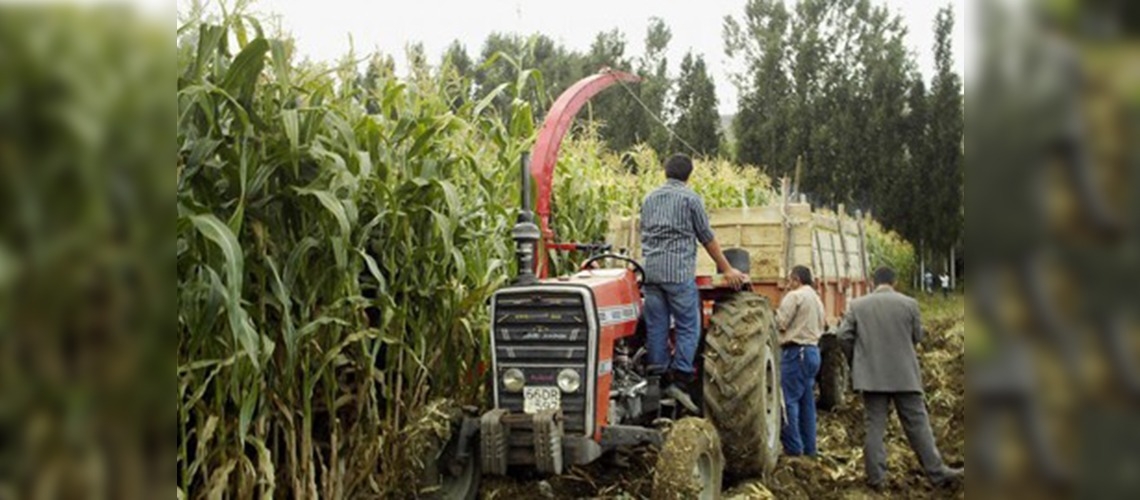 Üreticiler silajlık yeme yöneldi