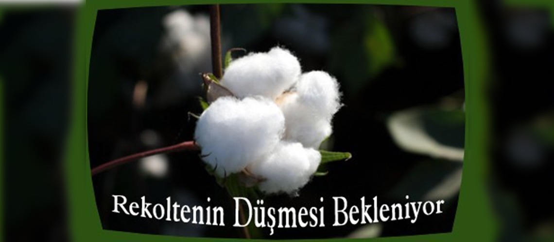 Çukurovada pamuk ekim alanı azaldı