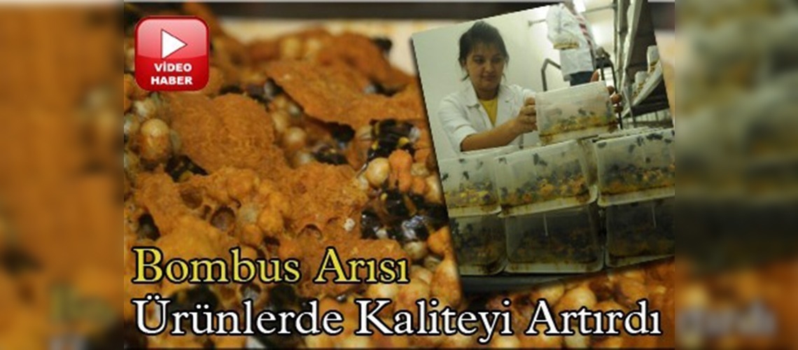 Seralarda bombus dönemi