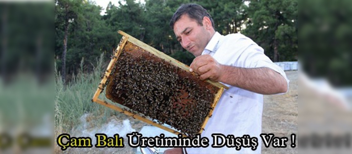 İklimsel değişim çam balını da etkiledi