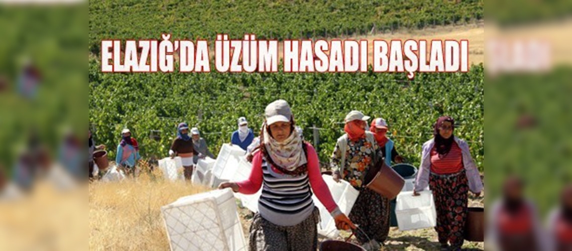 Üreticinin yüzü gülüyor