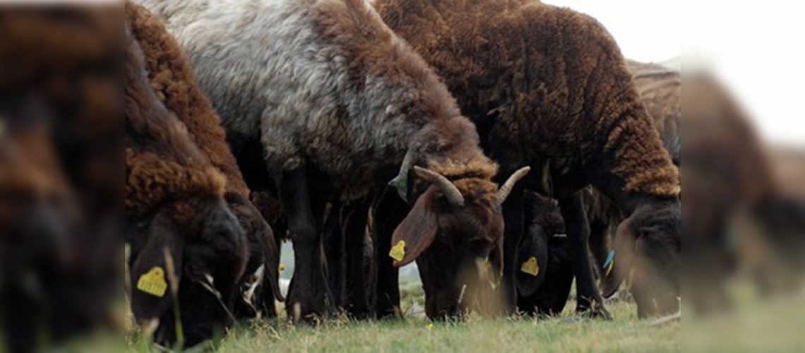 Büyükşehirlere hayvan sevkiyatı başladı