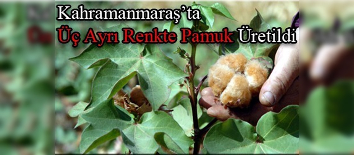 Hem çevreci hem renkli