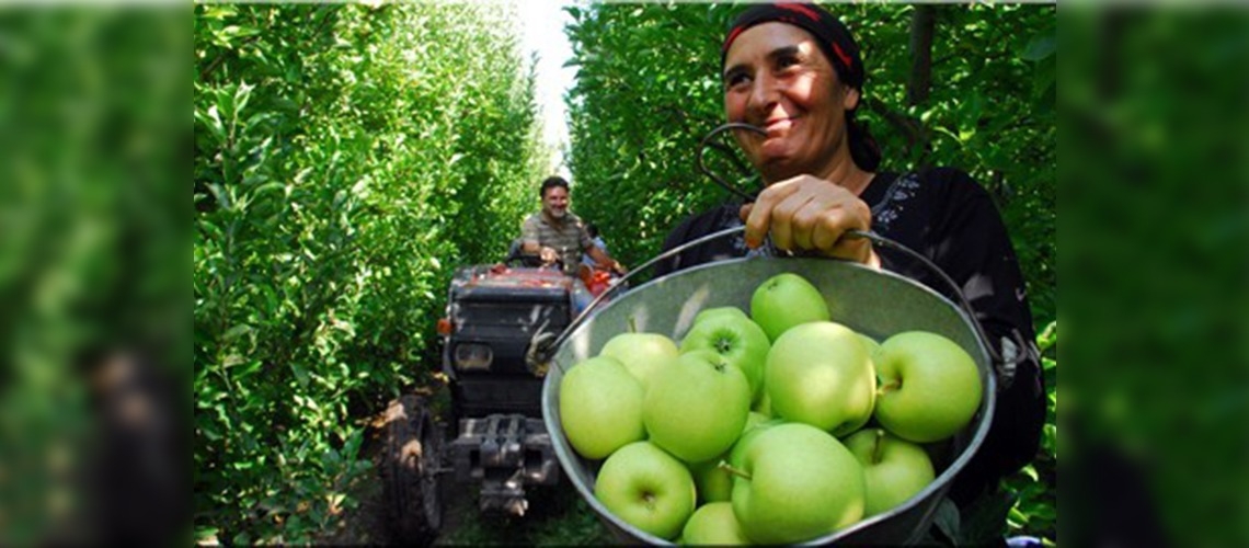 Ispartalı üretici elmayı dalında satıyor
