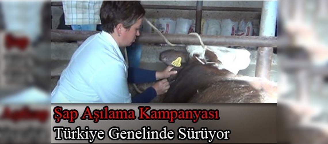 Beypazarında şap aşılaması başladı