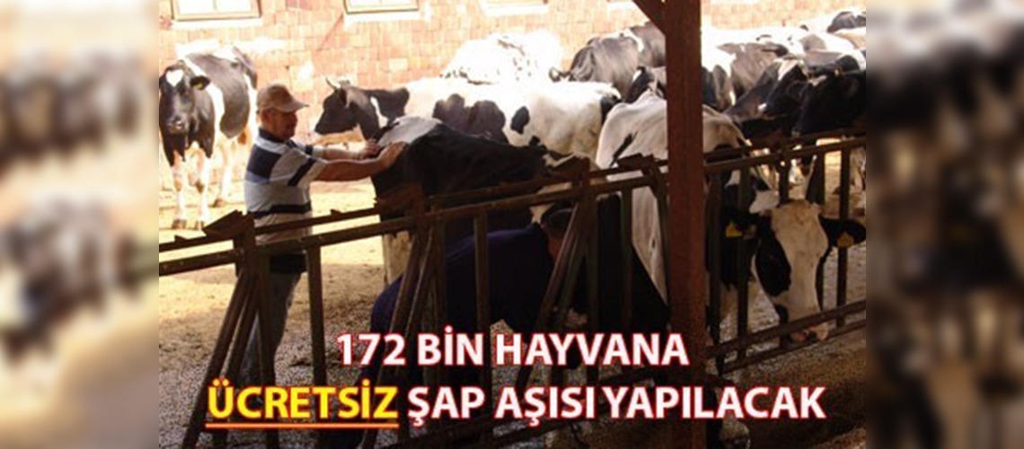Bursada 172 bin hayvana şap aşısı yapılacak