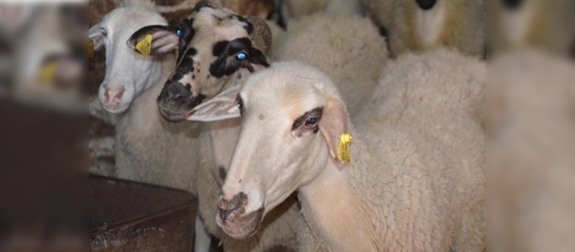 Muğlada ''Mavi dil hastalığına karşı önlemler alındı