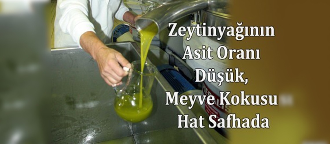 Sezonun ilk zeytinyağı sıkıldı