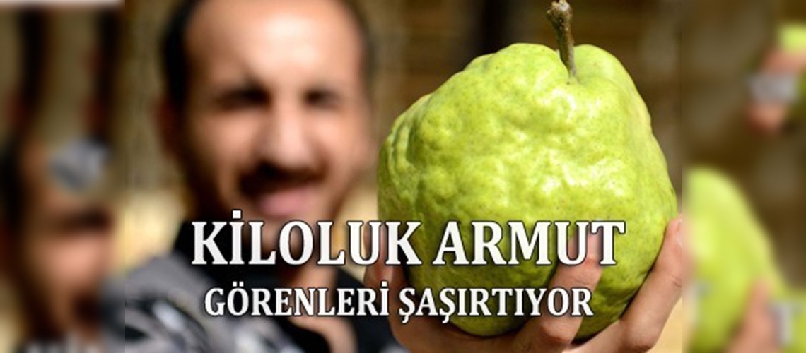 Deveci armudunda bu yıl rekolte yüksek