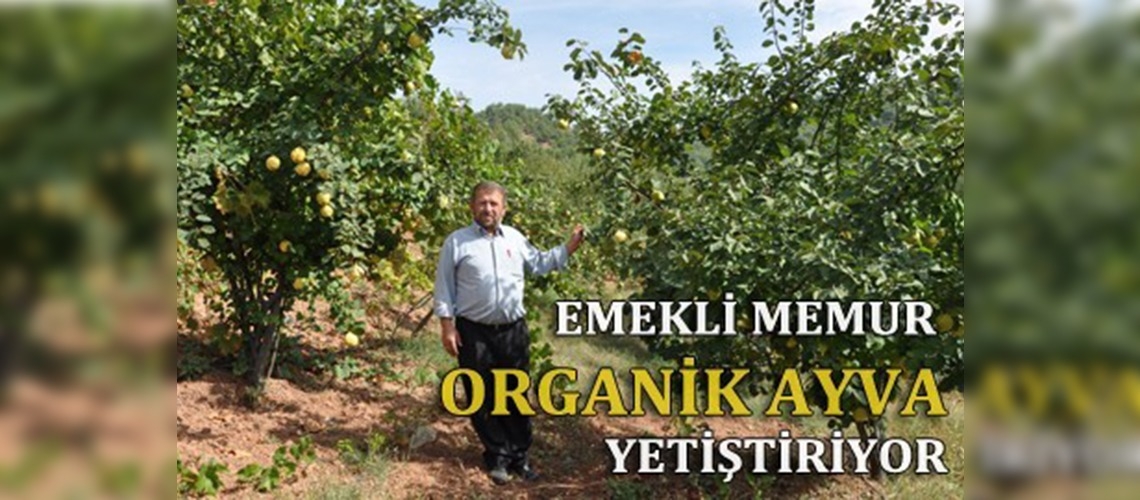 Emekli memur köyünde organik meyve üretiyor!