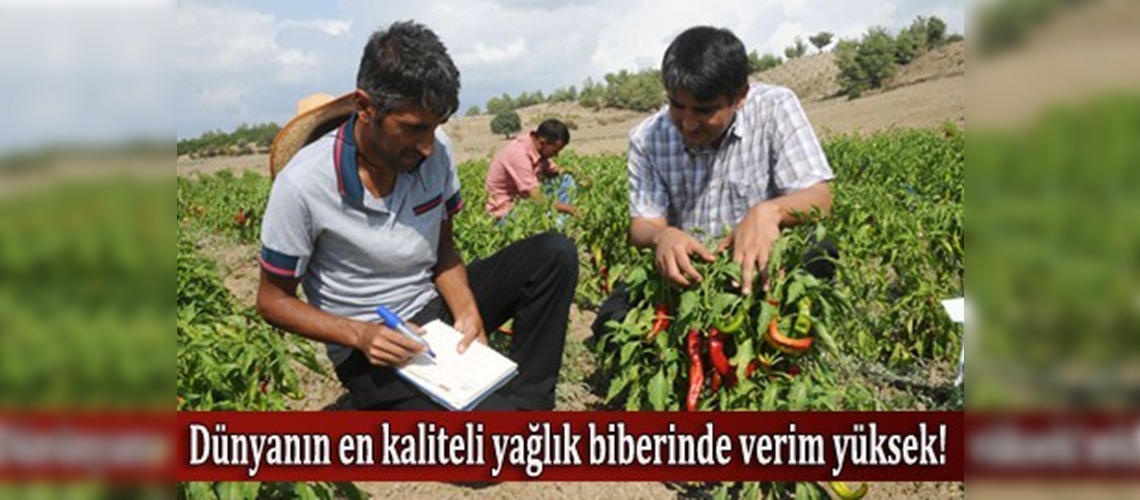 Biber ıslahıyla verim ikiye katlandı