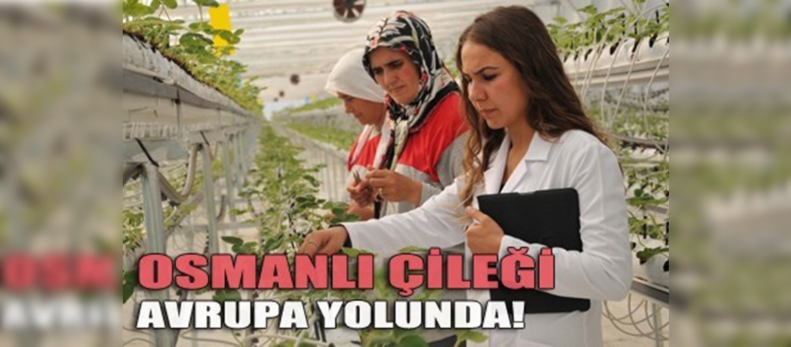 Hedef, Osmanlı Çileğiyle Avrupada Marka Olmak 