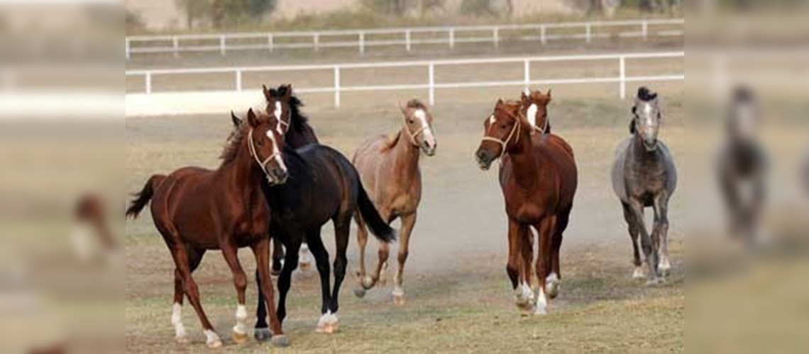 Şampiyon Safkan Arap Atları Eskişehirde Yetiştiriliyor
