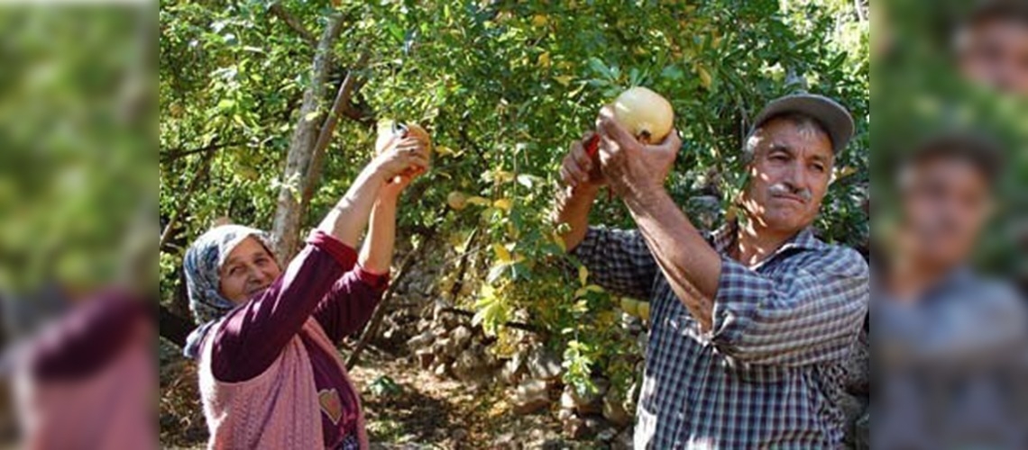 Keben narında hasat zamanı