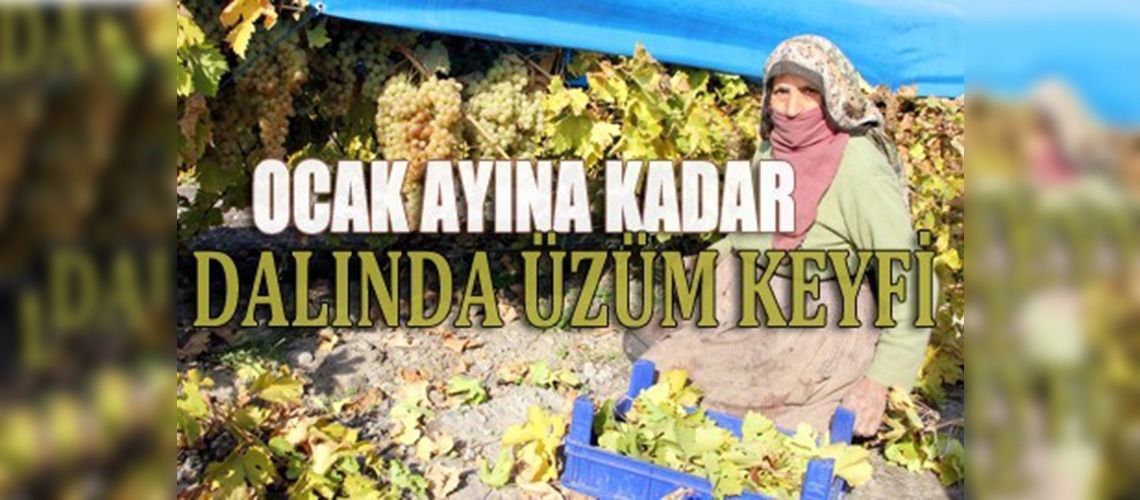Brandalar sayesinde üzümler -3 dereceye kadar korunuyor