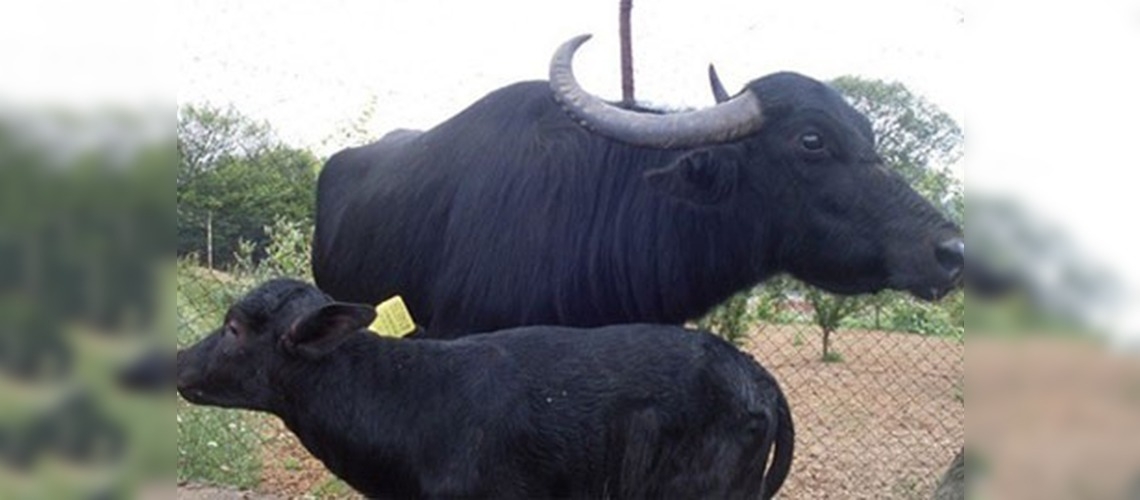 Hayvancılık destekleme ödemelerine bu hafta başlanacak