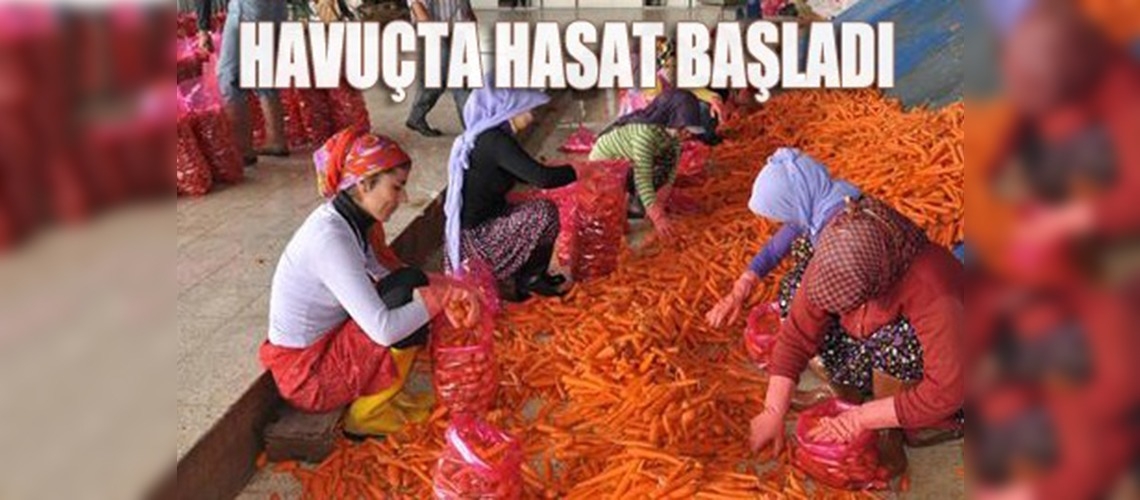 Havuç kışın üreticilerin ve çalışanların kazanç kapısı