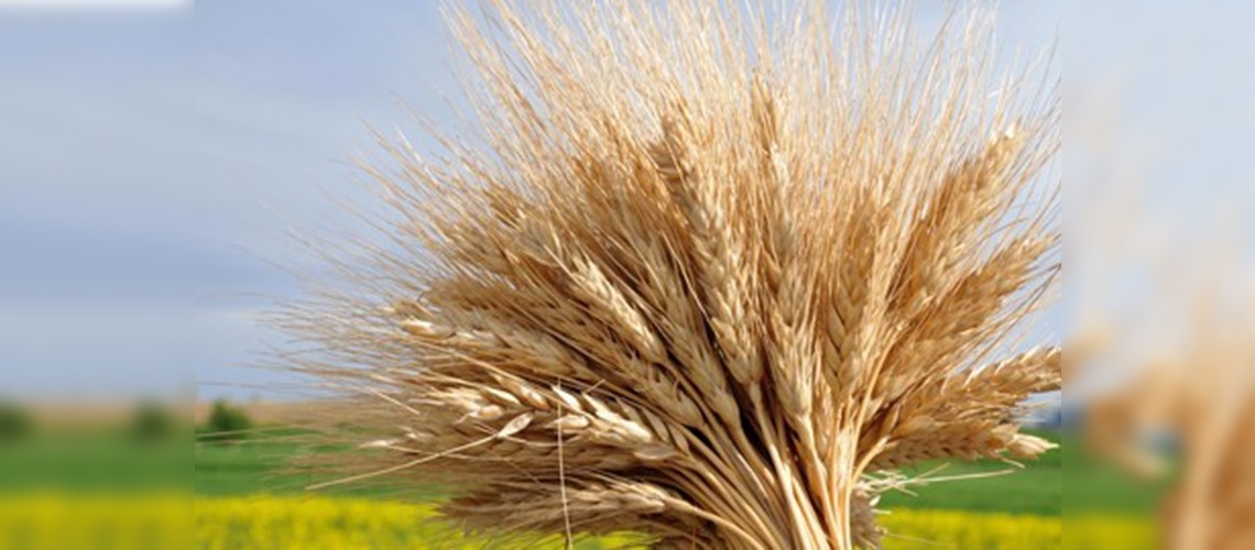 Tohum üretimine destek, yüz güldürüyor