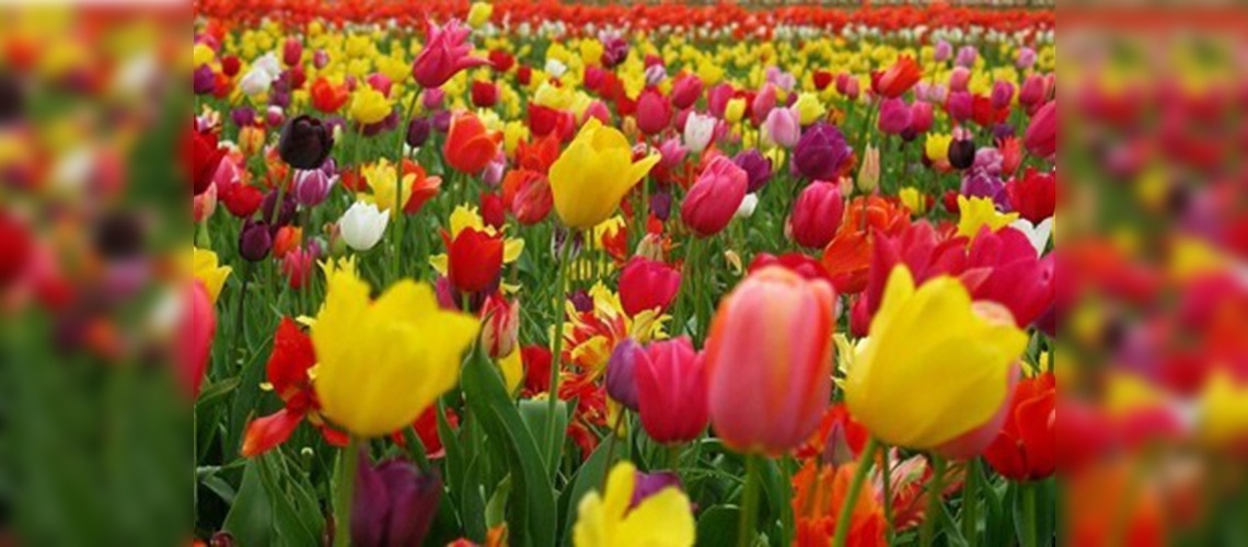 İskilip'e on bin adet lale dikiliyor