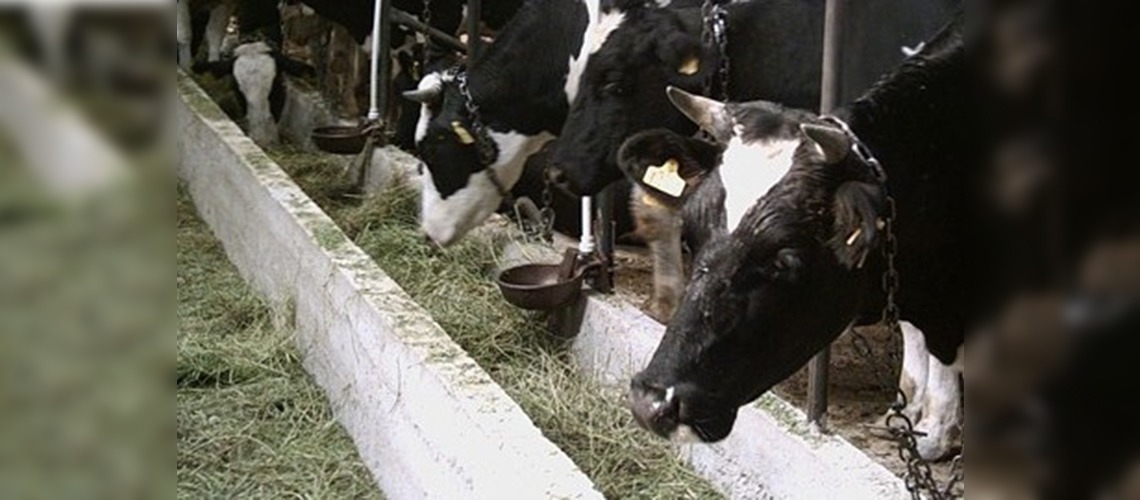 Türkiye, Kırgızistan hayvancılığını geliştirecek