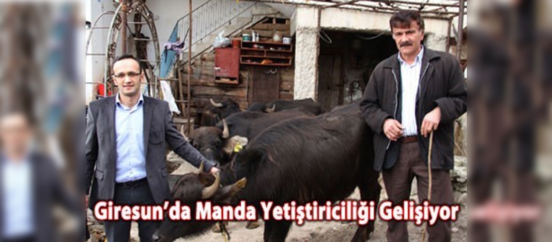 Giresunda manda yetiştiriciliği gelişiyor
