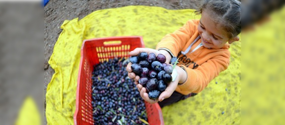 Zeytincilikte atağa geçen beldeye tersine göç başladı