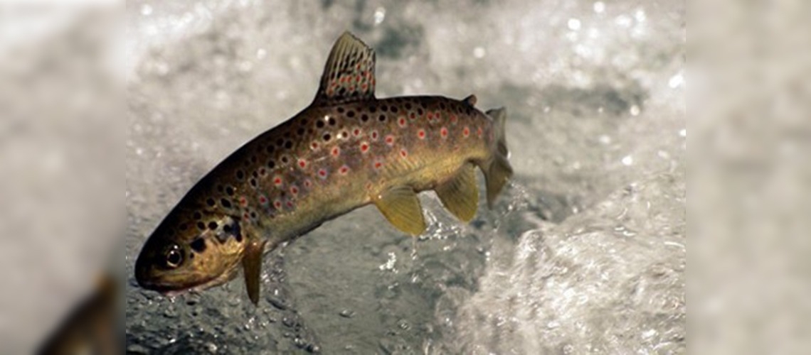 Türkiye, Alabalık üretiminde Akdeniz'in lideri 