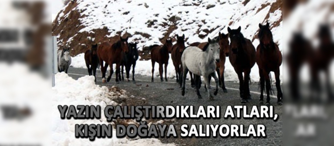 Yazın çalıştırdıkları atları, kışın doğaya salıyorlar