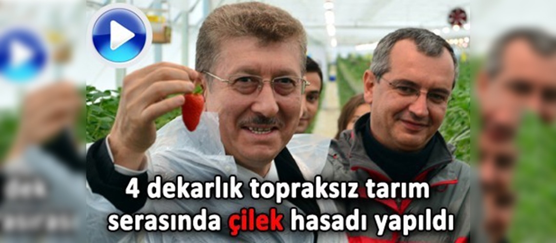 Bartında kış ortasında çilek hasadı